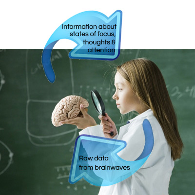brain processes information